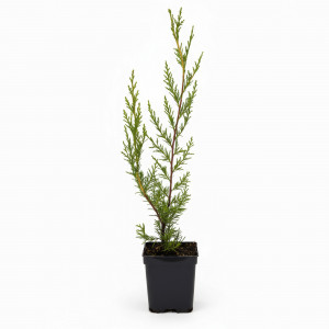 Chiparos leyland (Cupressocyparis leylandii) 50-60 cm, la ghiveci