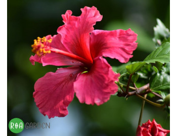 Totul despre hibiscus: Cultivare, îngrijire și sfaturi pentru o grădină tropicală perfectă