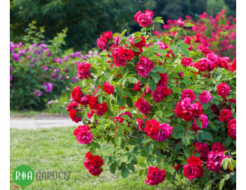 Cum să îngrijești trandafirii, în luna mai: Sfaturi pentru grădinari