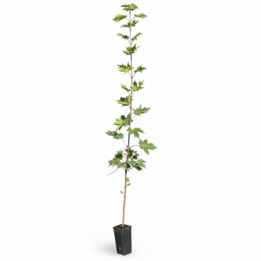 Arțar (Acer platanoides)