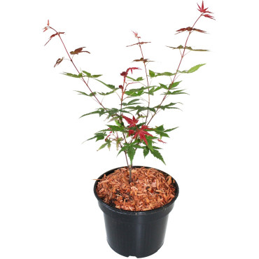 Arțar japonez Beni Maiko (Acer palmatum Beni Maiko)