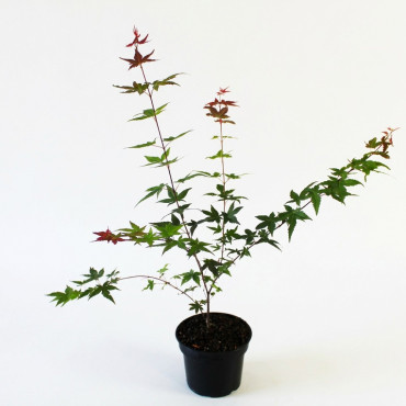 Arțar japonez Deshojo (Acer palmatum Deshojo)