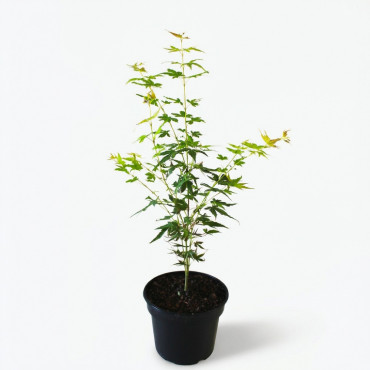 Arțar japonez Katsura (Acer palmatum Katsura)