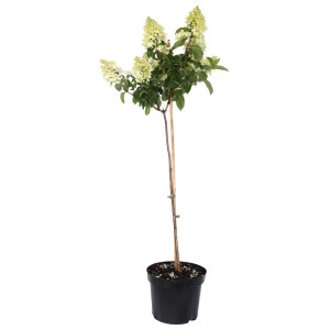 Hortensia paniculată pomișor (pe tulpină) Bombshell® la ghiveci 5L