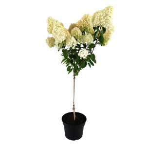 Hortensia paniculată pomișor (pe tulpină) Bobo® la ghiveci 5L
