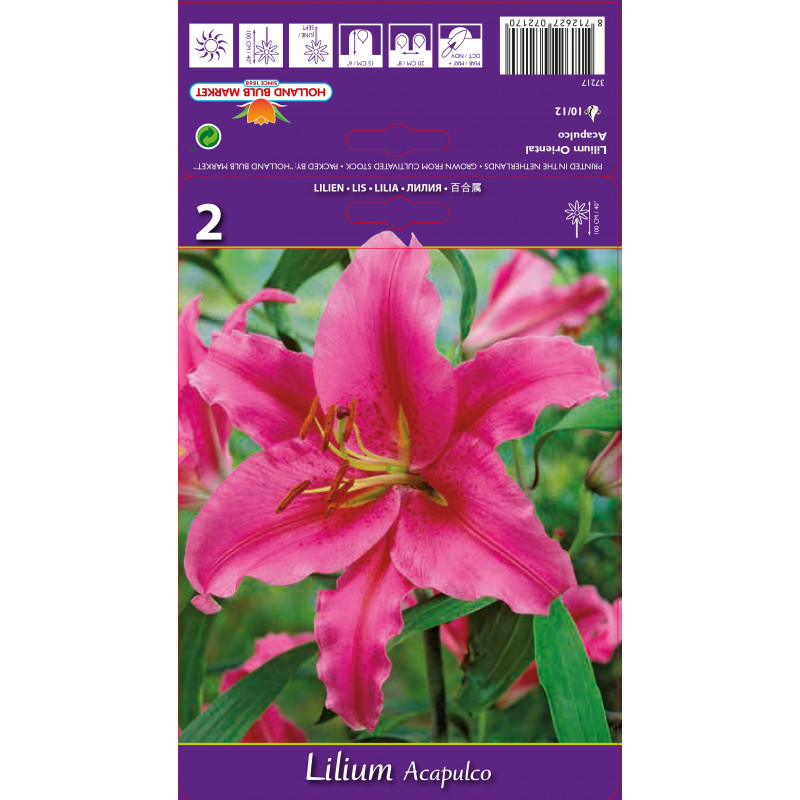 Crin Roz Bulbi de Crin Oriental Acapulco – flori roz | ROA Garden
