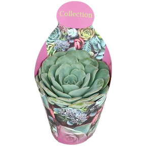 Echeveria (Echeveria atlantis) la ghiveci ø 10,5 cm