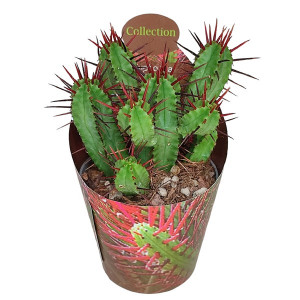 Euphorbia (Euphorbia enopla) la ghiveci ø 6,5 cm