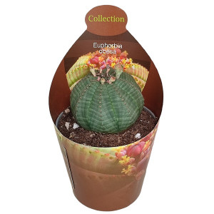 Euphorbia (Euphorbia obesa) la ghiveci ø 6,5 cm