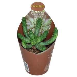 Euphorbia (Euphorbia inermis) la ghiveci ø 6,5 cm