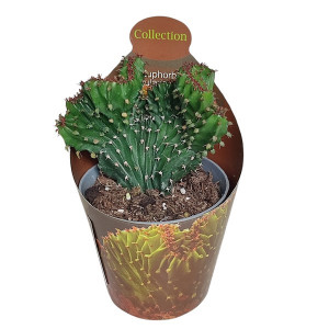 Euphorbia (Euphorbia triangularis crestata) la ghiveci ø 6,5 cm