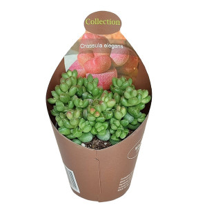 Copacul banilor Elegans (Crassula) la ghiveci ø 6,5 cm