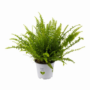 Ferigă verde Sevilla, ghiveci 12 cm ®