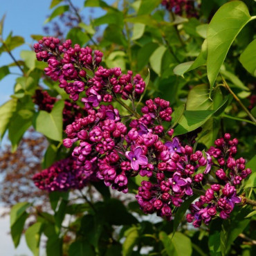 Liliac Saugeana
