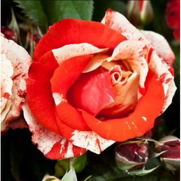 Trandafir polyantha Hanky Panky la ghiveci 2L