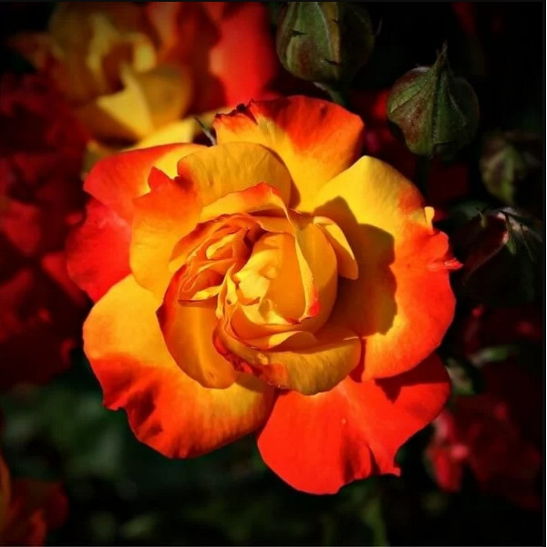 Trandafir polyantha Rumba la ghiveci 2L