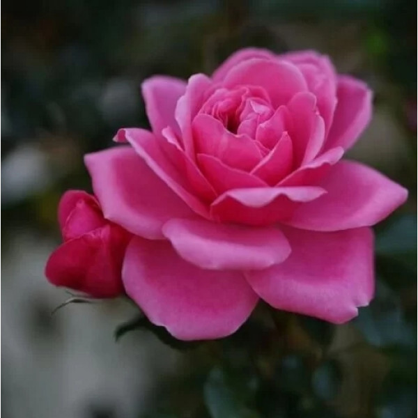 Trandafir polyantha Tanal la ghiveci 2L