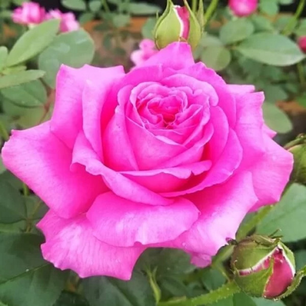 Trandafir teahibrid Belle Ange la ghiveci 2L