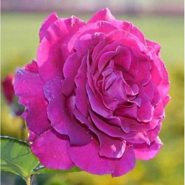Trandafir teahibrid Purple Orient la ghiveci 2L