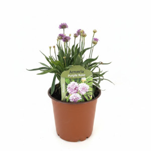 Armeria Ballerina violet/roz