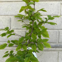 Carpen (Carpinus betulus)