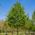 Carpen (Carpinus betulus)