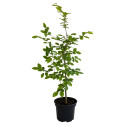 Carpen (Carpinus betulus)