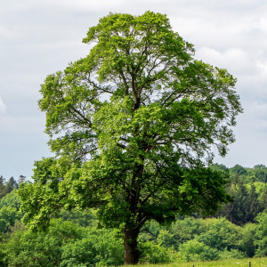Ginkgo biloba (arborele pagodelor) la ghiveci 2L