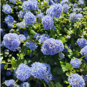 Liliac californian (Ceanothus impressus) Victoria