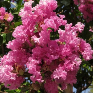 Liliac indian (Lagerstroemia indica) roz închis