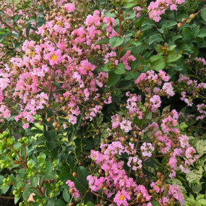 Liliac indian (Lagerstroemia indica) roz deschis