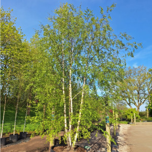 Mesteacăn alb (Betulla pendula verrucosa) la ghiveci 2L
