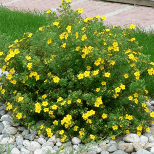 Potentilla Sommerflor