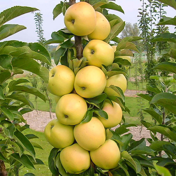 Măr columnar Bolero