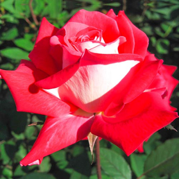 Trandafir teahibrid Bicolette