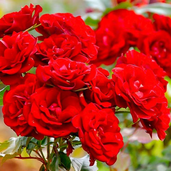 Trandafir floribunda Red