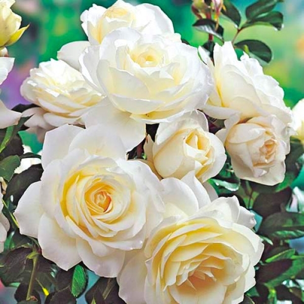 Trandafir floribunda White