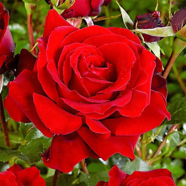 Trandafir teahibrid Red