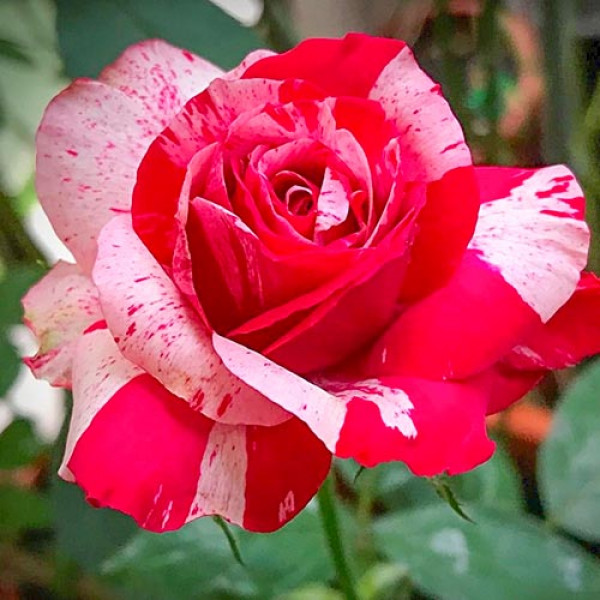 Trandafir teahibrid White Red
