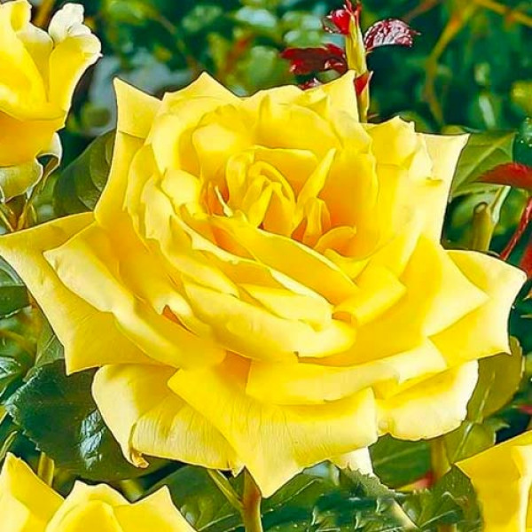 Trandafir teahibrid Yellow