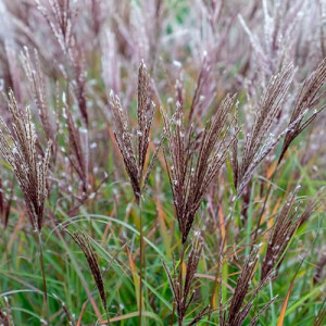 Iarba elefantului (Miscanthus) Ferner Osten
