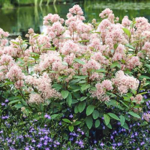 Liliac californian (Ceanothus pallidus) Marie Simon