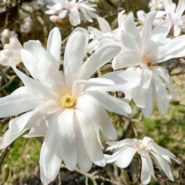 Magnolia Royal Star