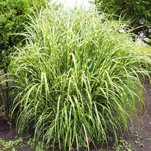 Iarba elefantului (Miscanthus) Zebrinus