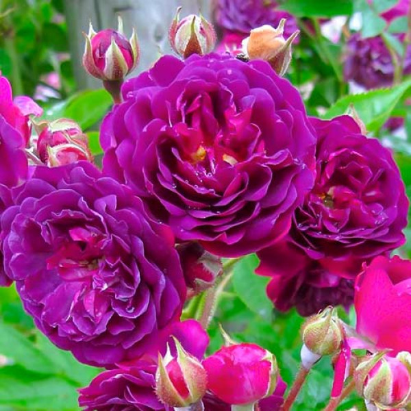 Trandafir floribunda Violet