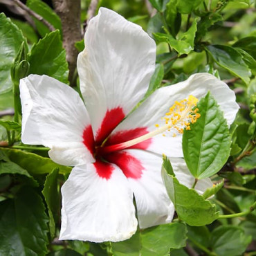 Hibiscus Red Heart
