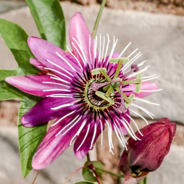 Floarea Pasiunii (Passiflora) Victoria