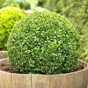 Cimişir (Buxus)