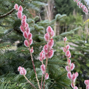 Salcie roz (Salix gracilistyla) Mount Aso