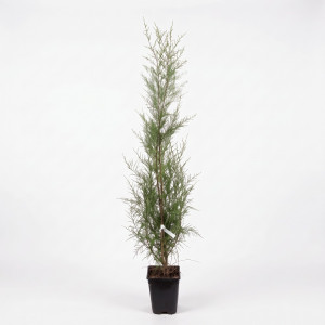 Tamarix (Tamarix parviflora)